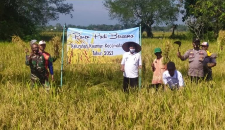 Panen Raua Kelurahan Kauman Blora