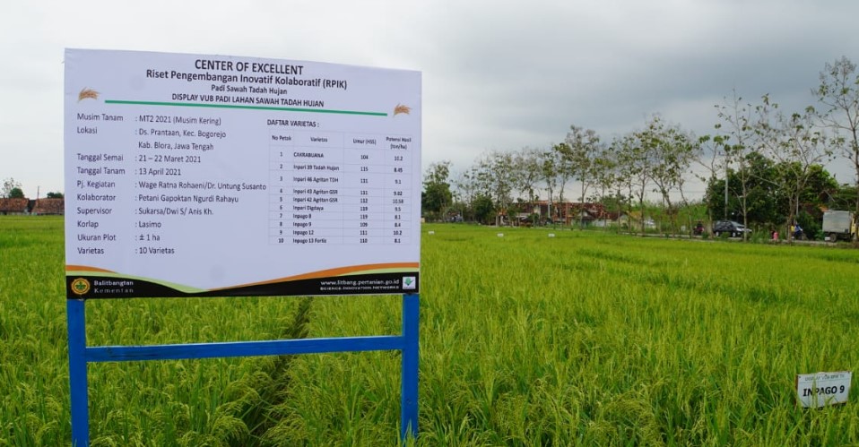 DEMPLOT PENANGKARAN BENIH RISET PENGEMBANGAN INOVATIF ( RPIK ) PADI TADAH HUJAN DI DESA PRANTAAN KECAMATAN BOGOREJO KABUPATEN BLORA