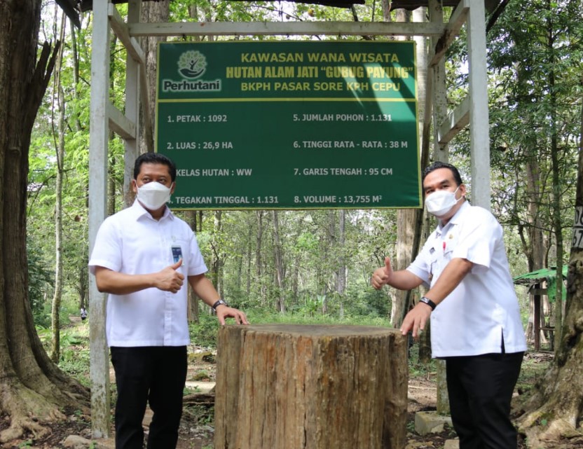 Bupati Blora H. Arief Rohman, S.IP, M.Si bersama Direktur Utama (Dirut) Perum Perhutani, Wahyu Kuncoro berkesempatan mengunjungi kawasan Wana Wisata Hutan Alam Jati 'Gubug Payung' yang berada pada kawasan hutan jati KPH Cepu di Kecamatan Sambong, pada Rabu (16/6/2021).