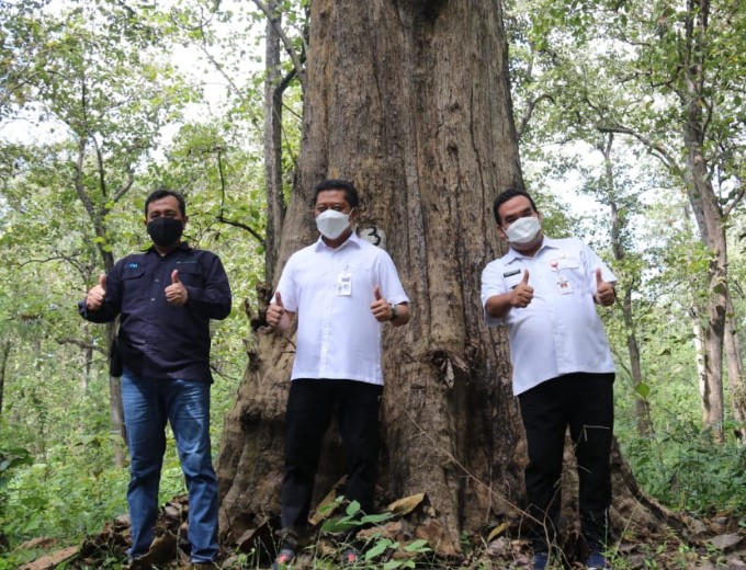 Bupati Blora H. Arief Rohman, S.IP, M.Si bersama Direktur Utama (Dirut) Perum Perhutani, Wahyu Kuncoro berkesempatan mengunjungi kawasan Wana Wisata Hutan Alam Jati 'Gubug Payung' yang berada pada kawasan hutan jati KPH Cepu di Kecamatan Sambong, pada Rabu (16/6/2021).