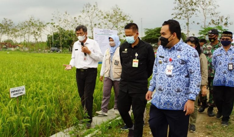 Bupati H. Arief Rohman, S. IP, M. Si, dan Kepala Dinas Pertanian, Ir. Reni Miharti, M. Agr. Bus bersama rombongan Kepala Badan Penelitian dan Pengembangan Pertanian (Balitbangtan), Kementerian Pertanian RI, Dr. Ir. Fadjry Djufry, M. Si, meninjau langsung lahan sawah tadah hujan yang menjadi pilot project Riset Pengembangan Inovatif Kolaboratif (RPIK) di Desa Prantaan, Kecamatan Bogorejo.
