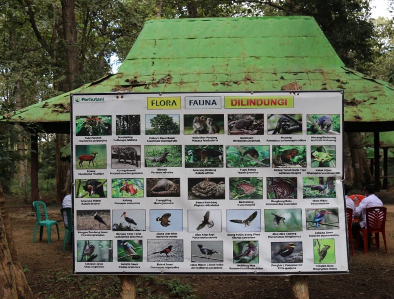 Bupati Blora H. Arief Rohman, S.IP, M.Si bersama Direktur Utama (Dirut) Perum Perhutani, Wahyu Kuncoro berkesempatan mengunjungi kawasan Wana Wisata Hutan Alam Jati 'Gubug Payung' yang berada pada kawasan hutan jati KPH Cepu di Kecamatan Sambong, pada Rabu (16/6/2021).