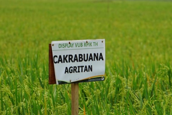 DEMPLOT PENANGKARAN BENIH RISET PENGEMBANGAN INOVATIF ( RPIK ) PADI TADAH HUJAN DI DESA PRANTAAN KECAMATAN BOGOREJO KABUPATEN BLORA