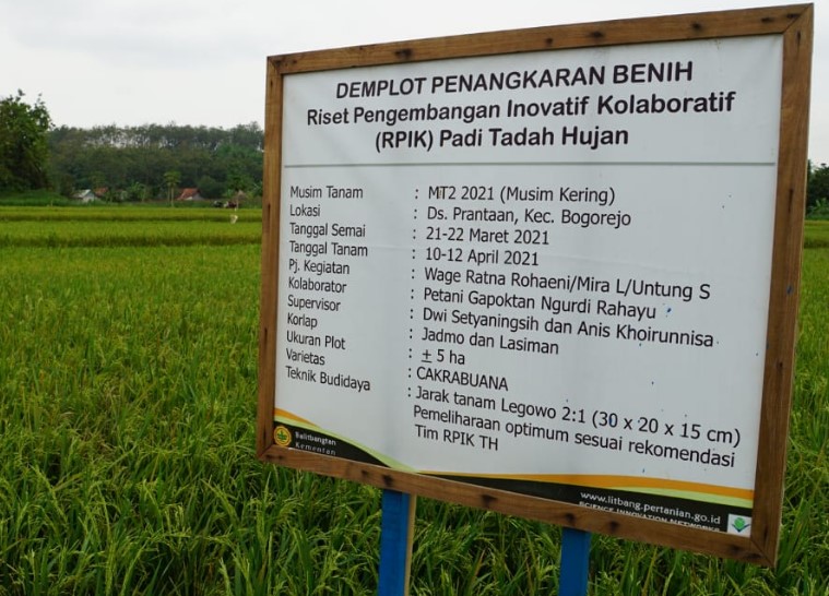 DEMPLOT PENANGKARAN BENIH RISET PENGEMBANGAN INOVATIF ( RPIK ) PADI TADAH HUJAN DI DESA PRANTAAN KECAMATAN BOGOREJO KABUPATEN BLORA