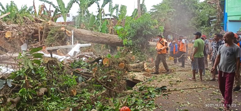 POHON TUMBANG DI KECAMATAN TODANAN BLORA