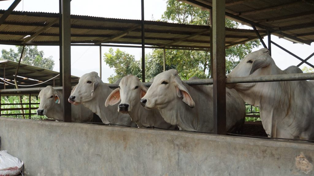 Peternakan sapi PT. Pasir Tengah milik Tumiyana Widodo Makmur Group, di Cianjur, Jawa Barat, Minggu (24/10/2021).