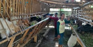 Suwardi warga Dukuh Watuondo, Desa Ngumbul, Kecamatan Todanan, Kabupaten Blora, memiliki omzet ratusan juta dari ternak kambing, Minggu (11/6/2023).