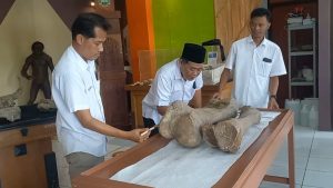 Warga di wilayah Situs Kedung Wedus Desa Kapuan, Kecamatan Cepu, Kabupaten Blora menemukan 2 fosil tulang gajah yang diperkirakan berumur 300 ribu tahun.