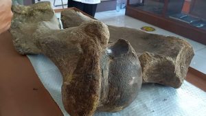 Penemuan fosil tulang gajah purba tersebut adalah fosil tulang femur (paha) dan tulang betis yang merupakan fosil gajah purba Stegodon