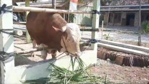 Jokowi mengirimkan seekor sapi untuk kurban di kampung halaman Timnas Sepak Bola Pratama Arhan, di Desa Sidomulyo, Banjarejo, Kabupaten Blora, pada Rabu (28/6).