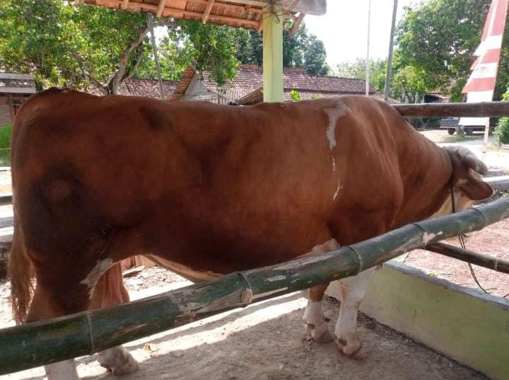 Jokowi mengirimkan seekor sapi untuk kurban di kampung halaman Timnas Sepak Bola Pratama Arhan, di Desa Sidomulyo, Banjarejo, Kabupaten Blora, pada Rabu (28/6).